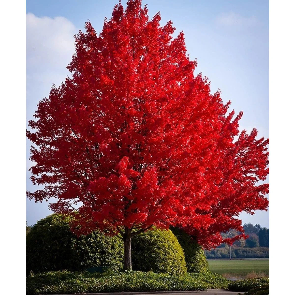 Artar rosu „Sun Valley” 2.00 - 2.50 m / Acer rubrum „Sun Valley” / by gradina-noastra