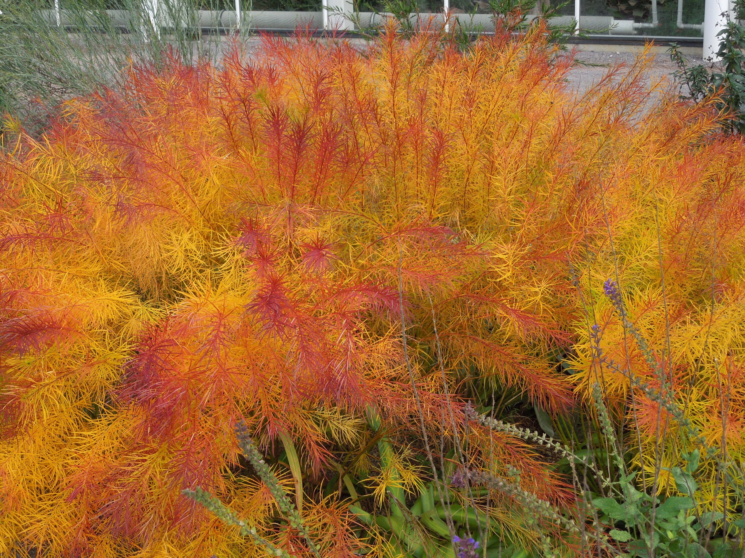 Amsonia hubrichtii 0.10 - 0.20 m în nuanțe galbene și portocalii, perenă ornamentală pentru grădină.
