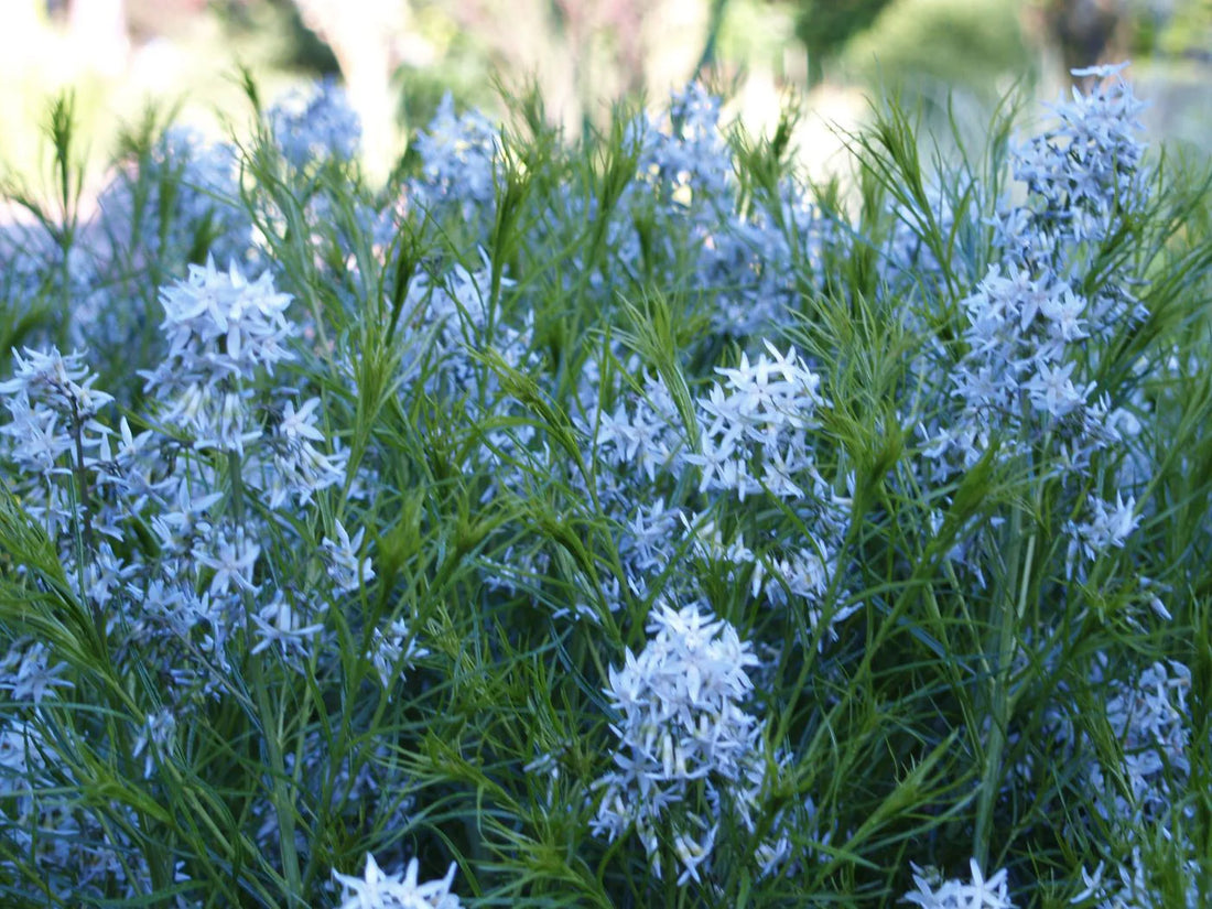 Amsonia hubrichtii 0.10 - 0.20 m: plantă perenă cu flori albastre elegante, ideală pentru grădină sau peisaj.