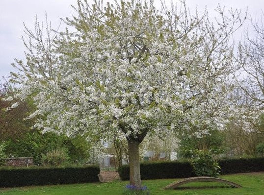 Cires &quot;Bigarreau Burlat&quot; 1.80 - 2.30 m / Prunus avium &quot;Bigarreau Burlat&quot; /