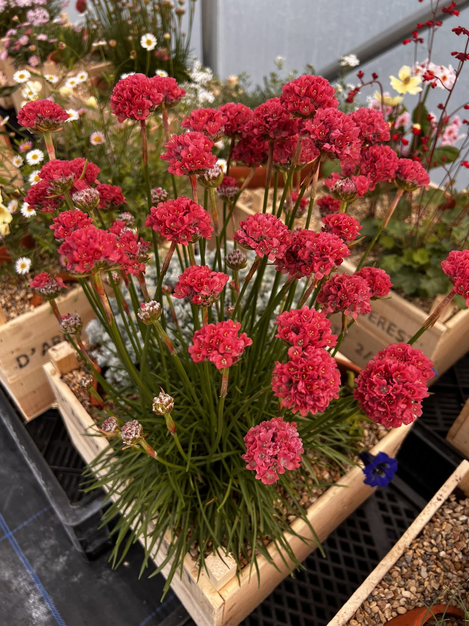 Armeria pseud. &