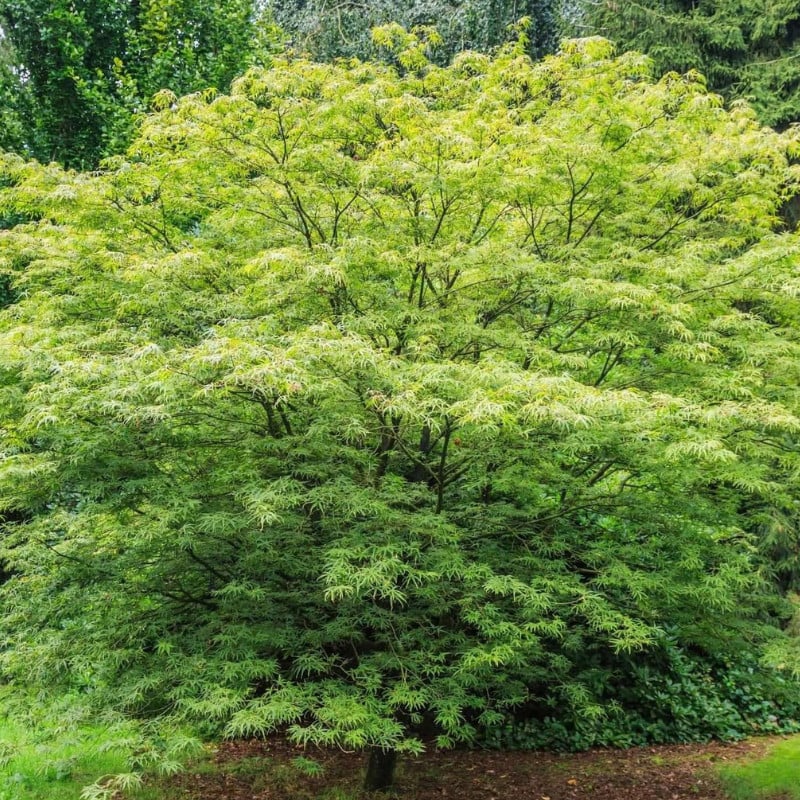 Artar japonez / Acer palmatum / by gradina-noastra