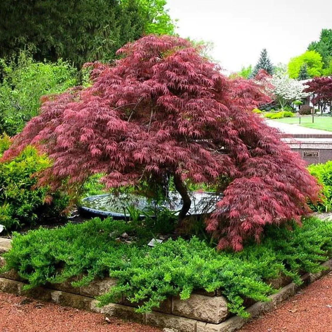 Artar japonez "Inaba Shidare" 2.00 m / Acer palmatum dissectum "Inaba Shidare"/ by gradina-noastra