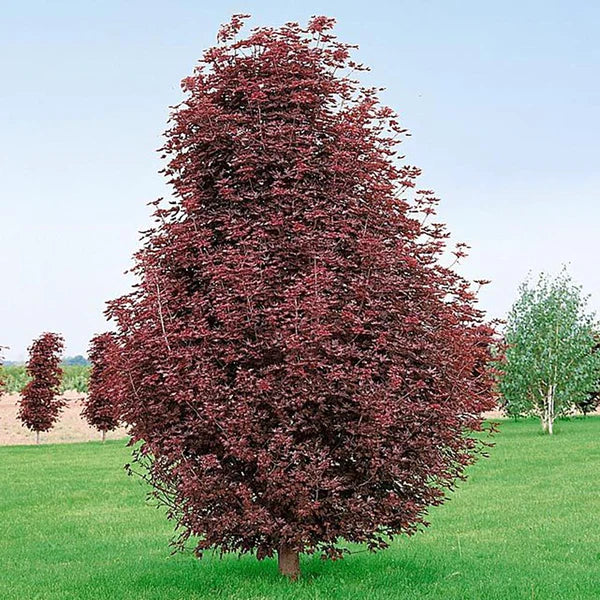 Artar rosu "Crimson King" tufa 2.00 - 2.20 m / Acer platanoides "Crimson King"/ by gradina-noastra