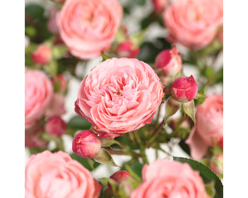 Trandafir pe picior "Rose Mailove" 1.20 - 1.30 m (Rosa "Rose Mailove") by Gradina Noastra
