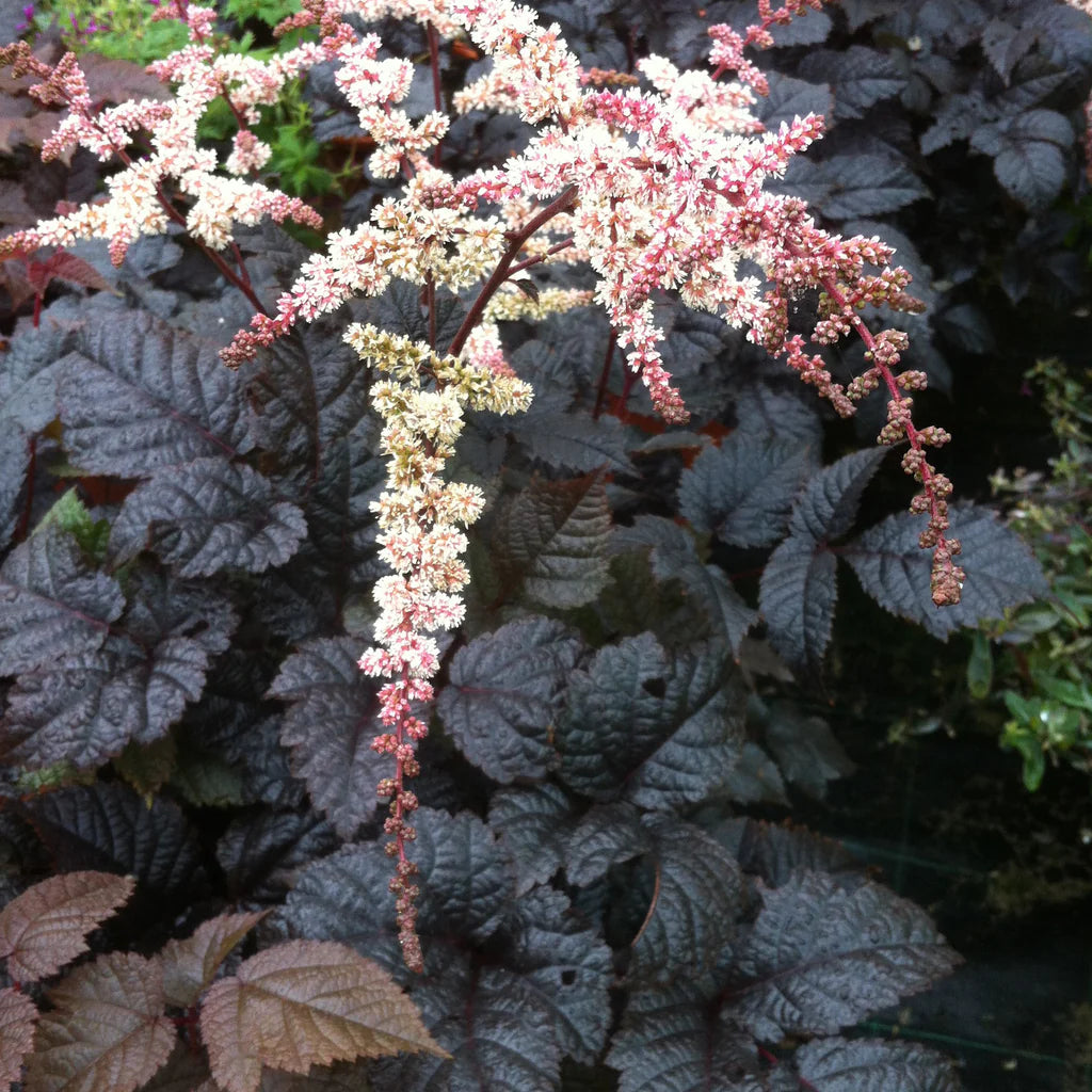 Astilbe thunbergii "Chocolate Shogun" 0.20 m by gradina-noastra