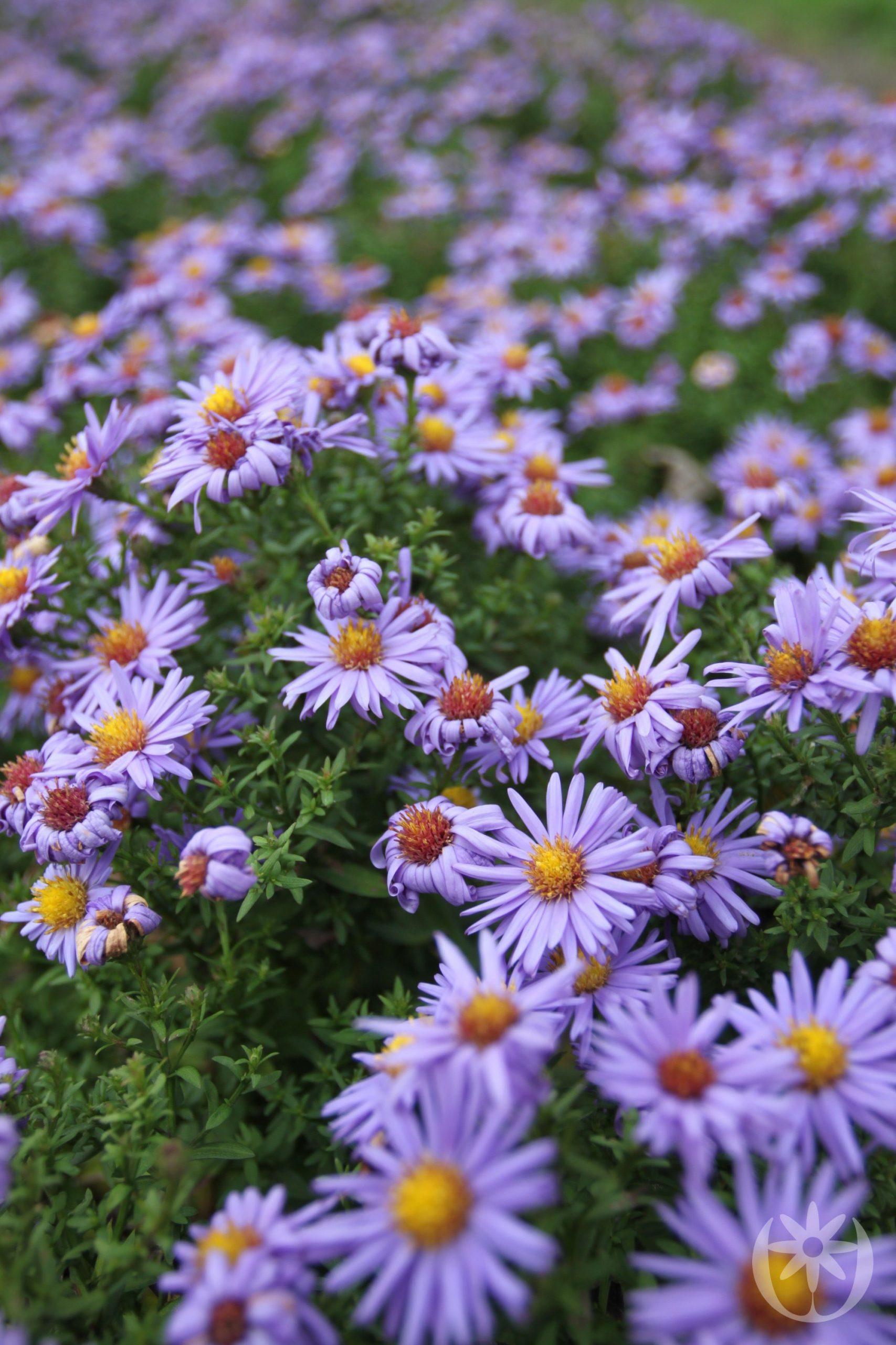 Aster dumosus &