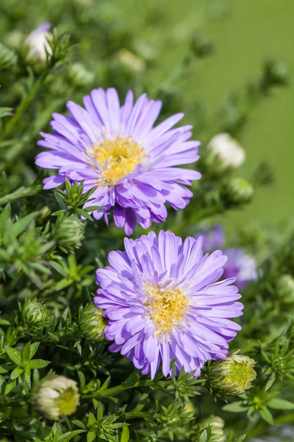 Aster dumosus &