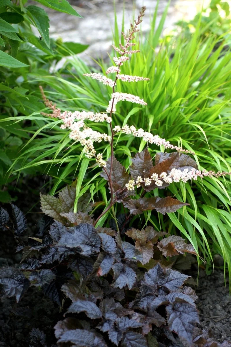 Astilbe thunbergii "Chocolate Shogun" 0.20 m by gradina-noastra