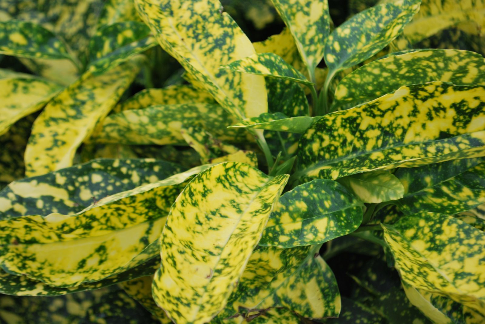 Pom de aur "Crotonifolia Gold" 1.00 - 1.20 m / Aucuba japonica "Crotonifolia Gold" / by gradina-noastra