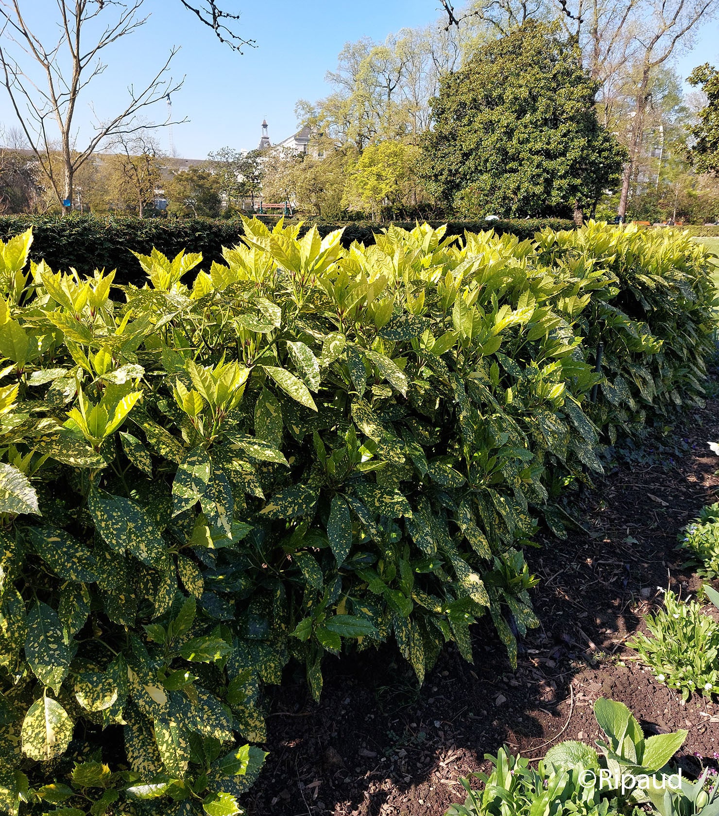 Pom de aur "Crotonifolia Gold" 1.00 - 1.20 m / Aucuba japonica "Crotonifolia Gold" / by gradina-noastra