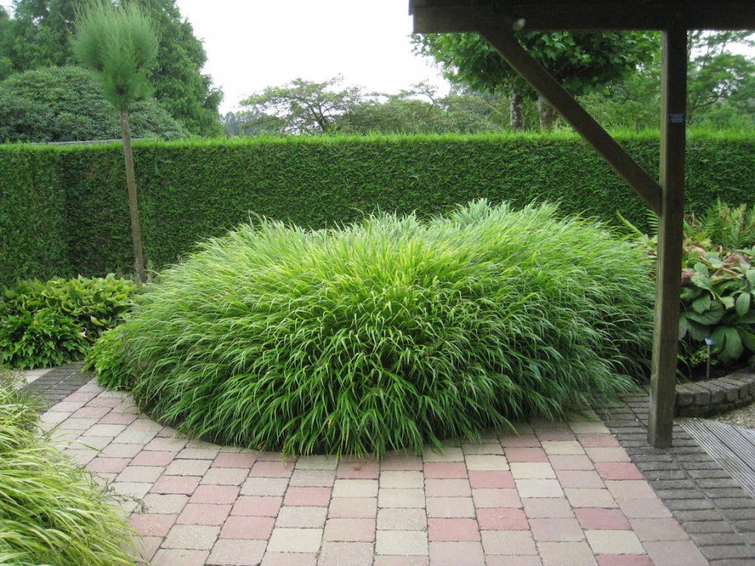 Hakonechloa macra / Hakonechloa macra / - Gradina Noastra