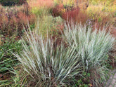 Schizachyrium scoparium "Ha Ha Tonka" 0.20 - 0.30 m by gradina-noastra