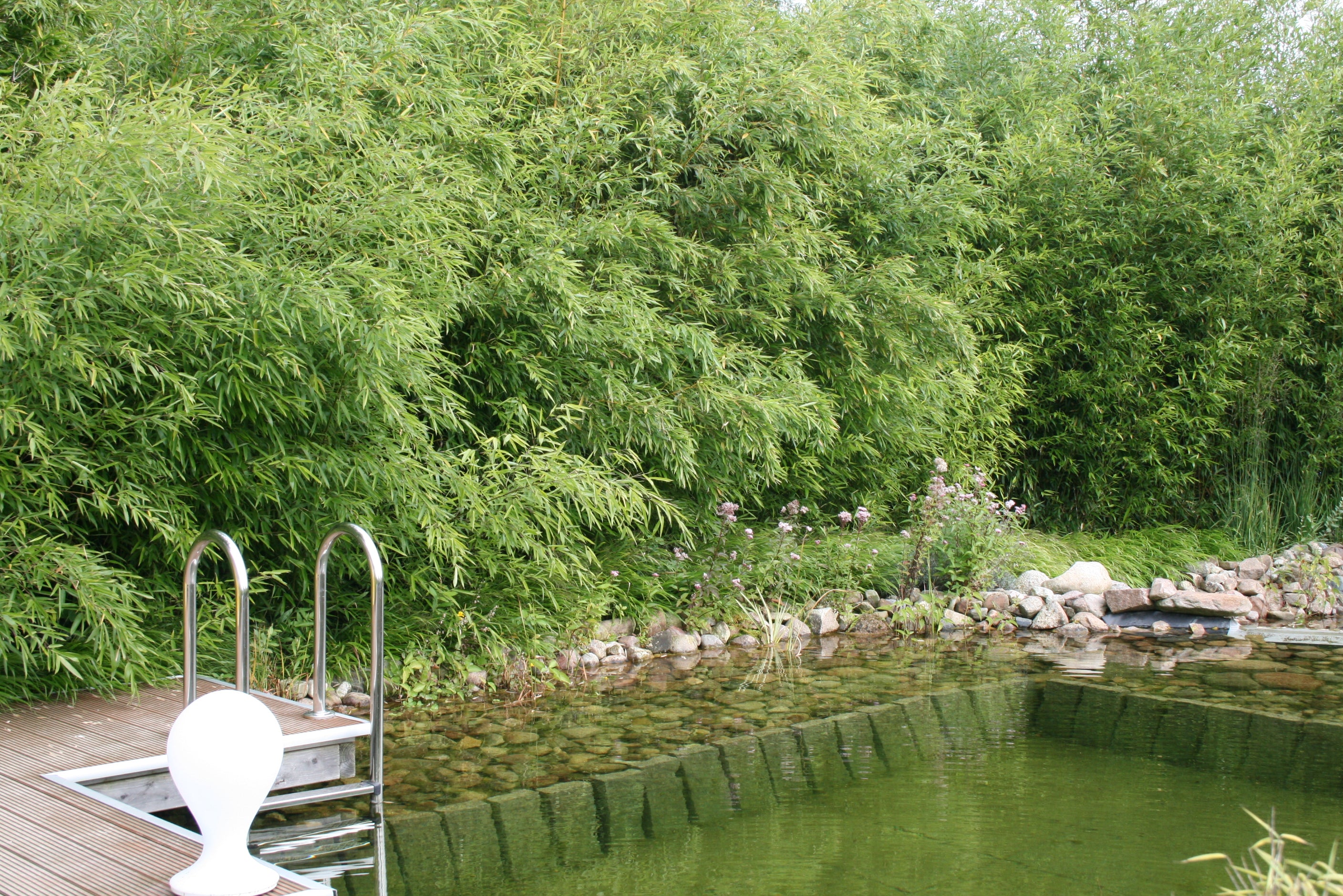 Bambus vesnic verde / Phillostachys bissetii /