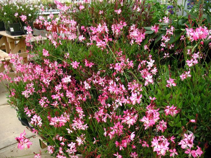 Gaura lindheimeri "Rosy Jane" by Gradina Noastra