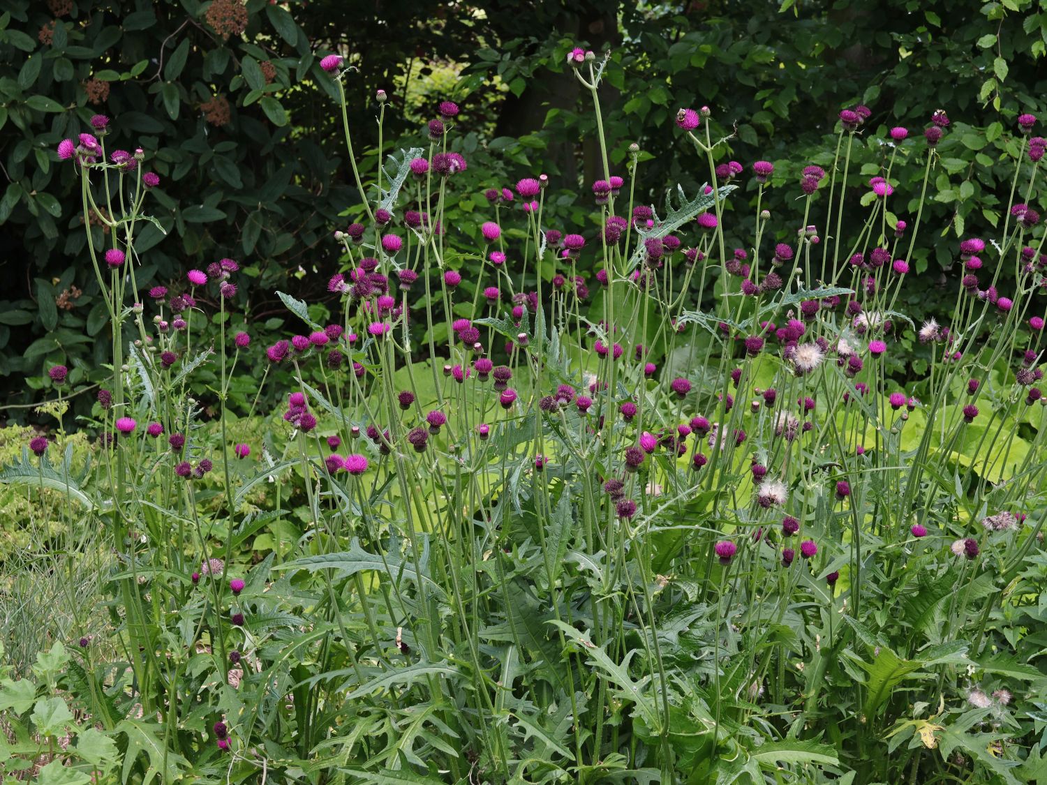 Cirsium rivulare "Trevor&