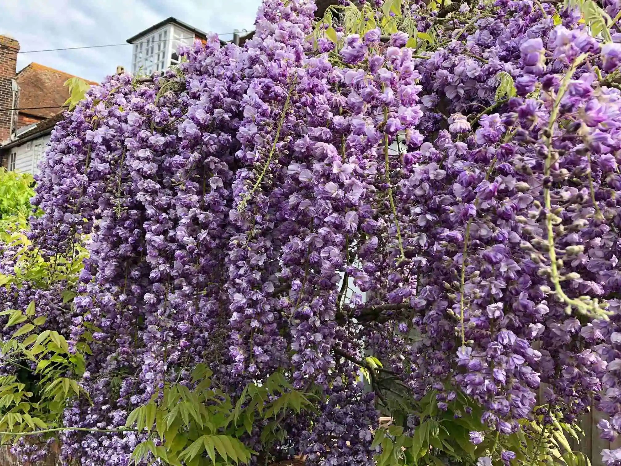 Glicina chinezească "Black Dragon" 2.00 m / Wisteria chinensis "Black Dragon"/ by gradina-noastra