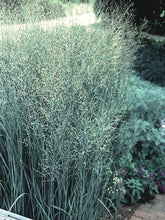 Panicum virgatum "Heavy Metal" 0.20 - 0.30 m by gradina-noastra