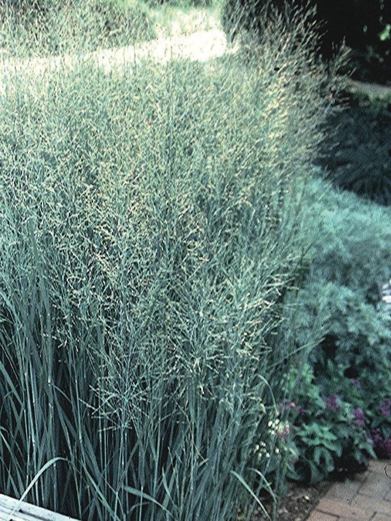 Panicum virgatum "Heavy Metal" 0.20 - 0.30 m by gradina-noastra