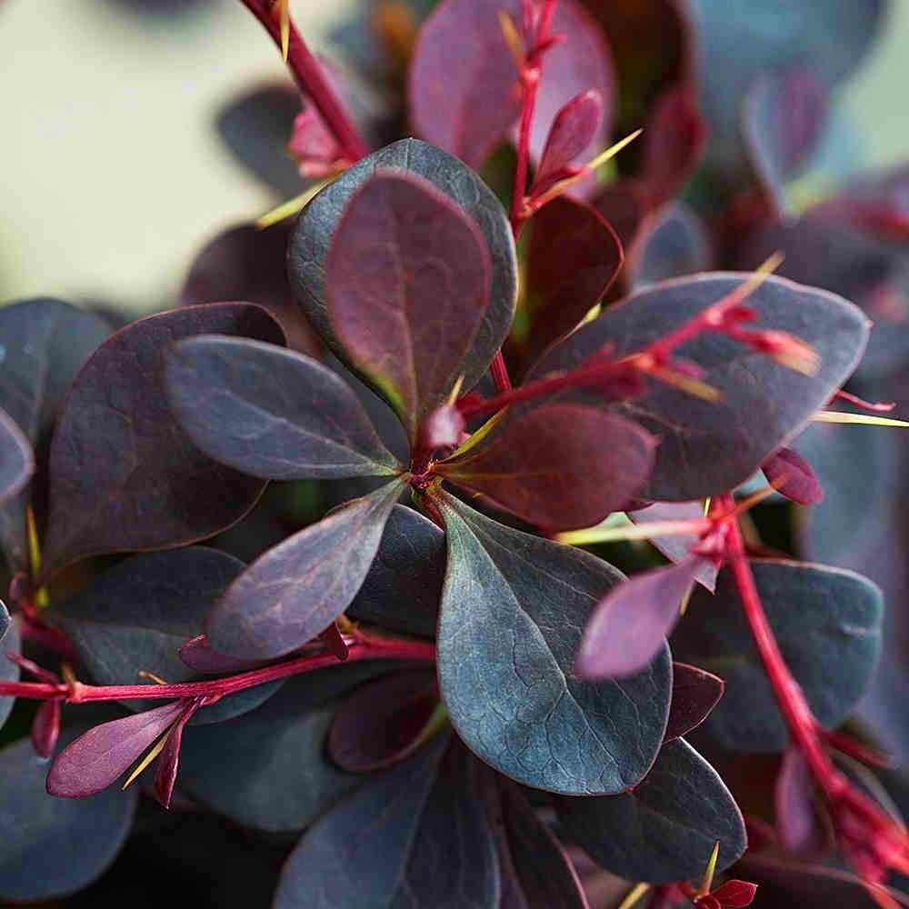 Dracila rosie „Atropurpurea” 0.40 - 0.60 m /Berberis thunbergii "Atropurpurea "/ - Gradina Noastra