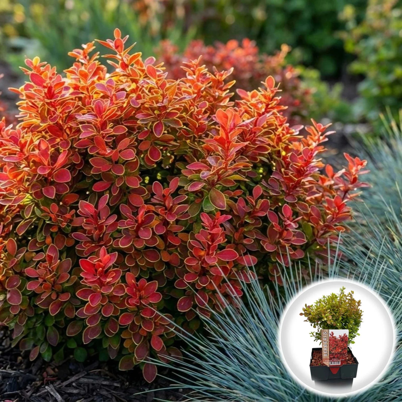 Dracila "Ruby Star" / Berberis thunbergii "Ruby Star" / - Gradina Noastra