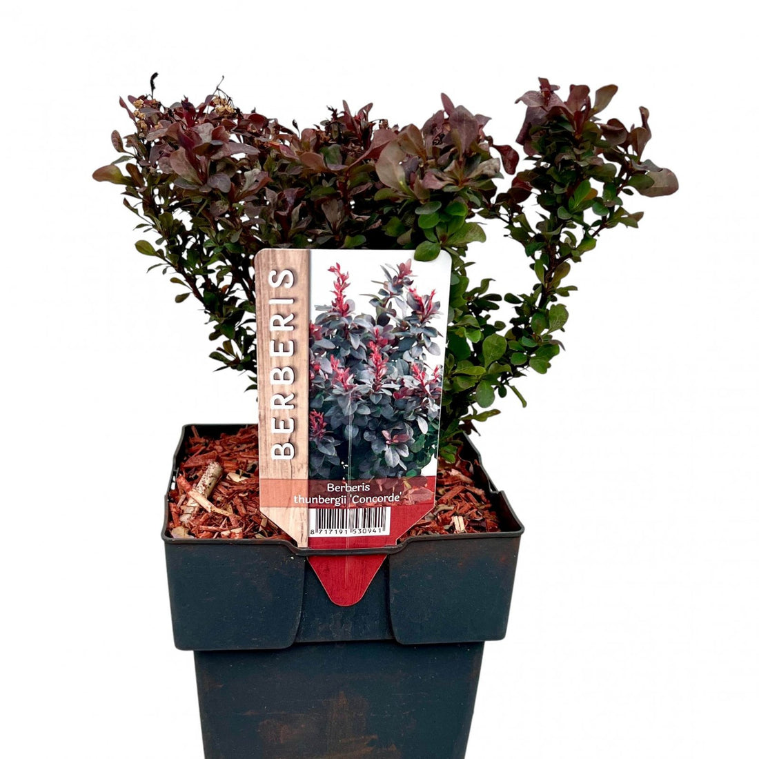 Dracila "Concorde" / Berberis thunbergii "Concorde"/ by gradina-noastra