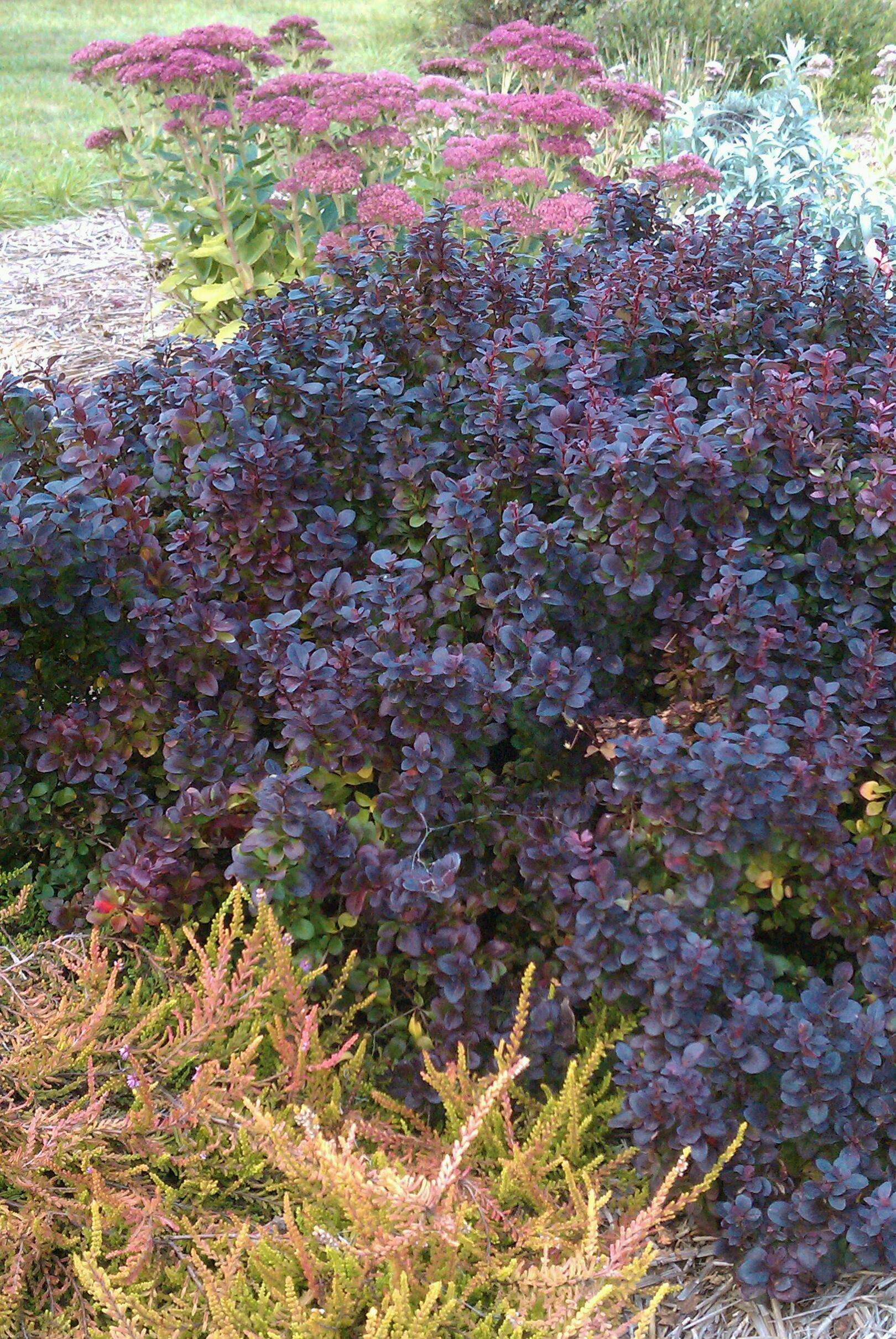 Dracila "Concorde" / Berberis thunbergii "Concorde"/
