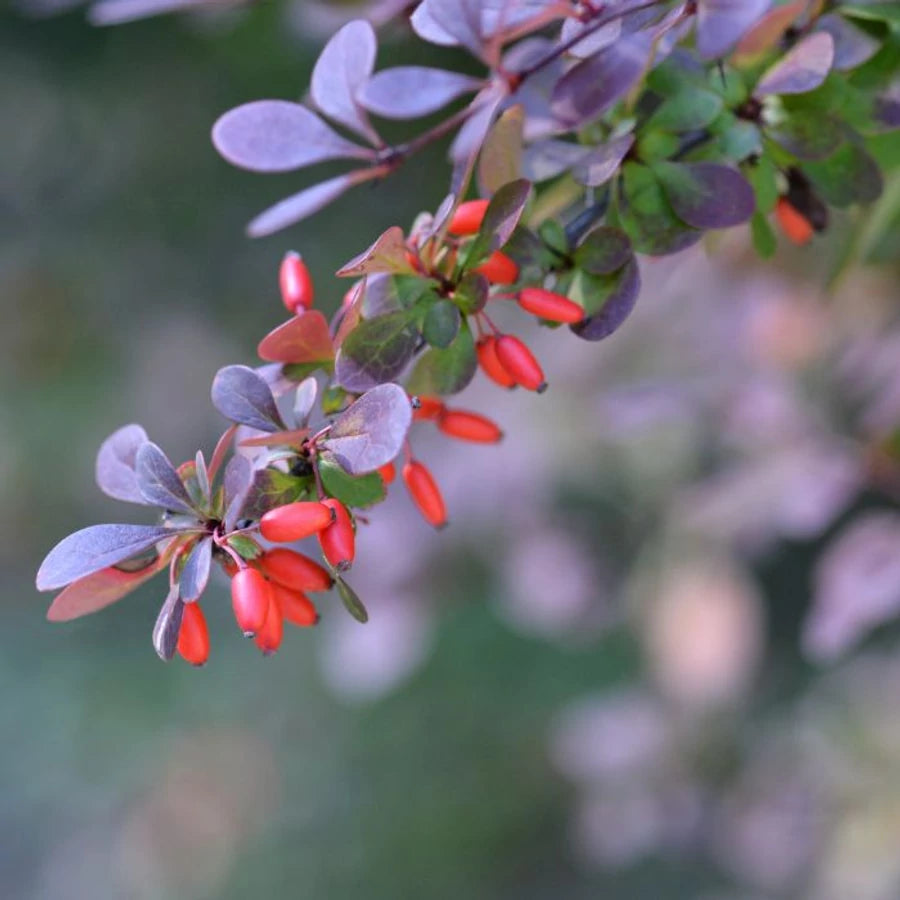 Dracila "Concorde" / Berberis thunbergii "Concorde"/