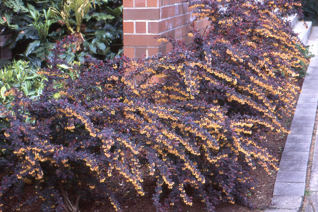 Dracila rosie „Atropurpurea” 0.40 - 0.60 m /Berberis thunbergii "Atropurpurea "/ - Gradina Noastra