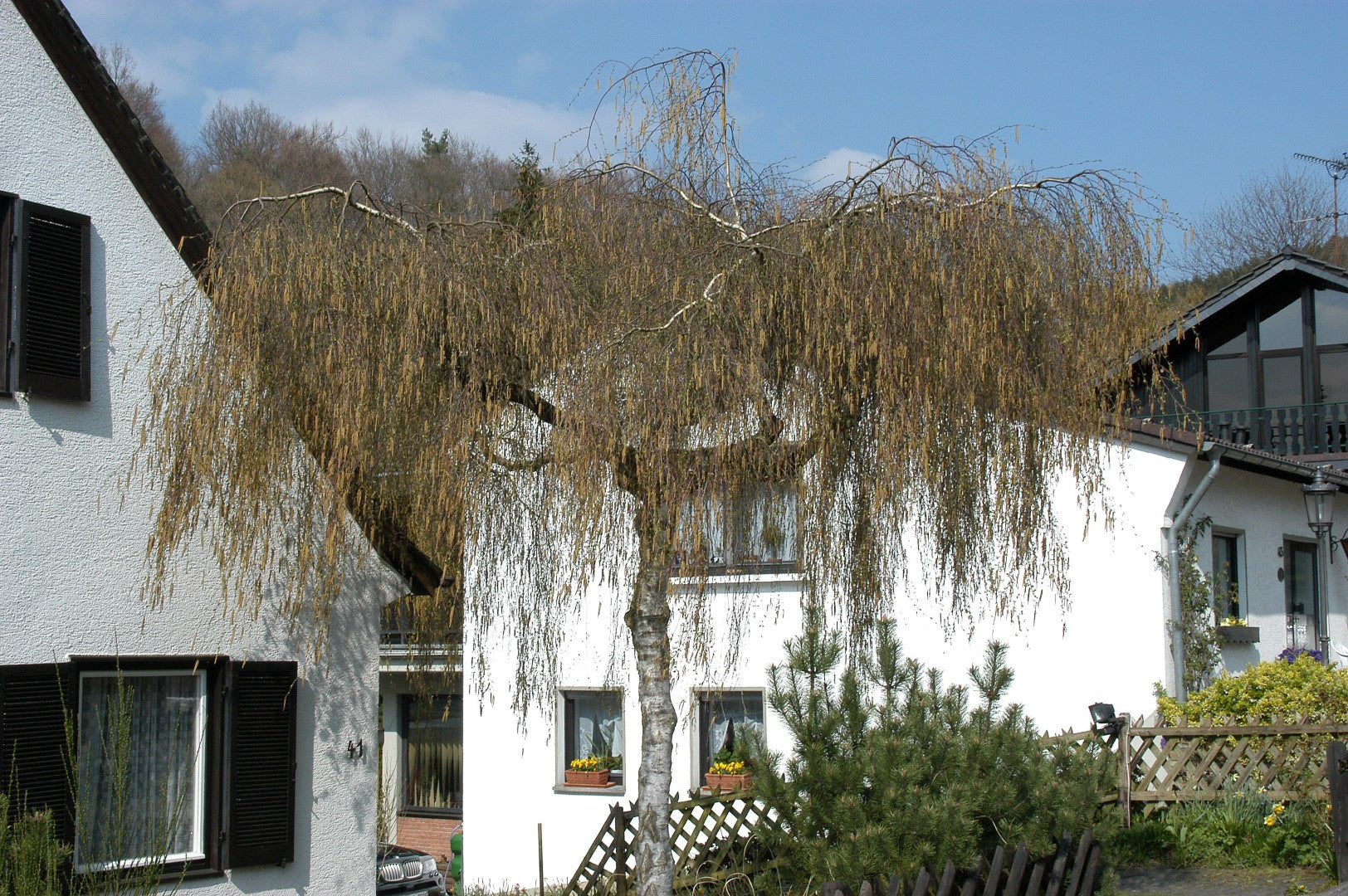 Mesteacan curgator &