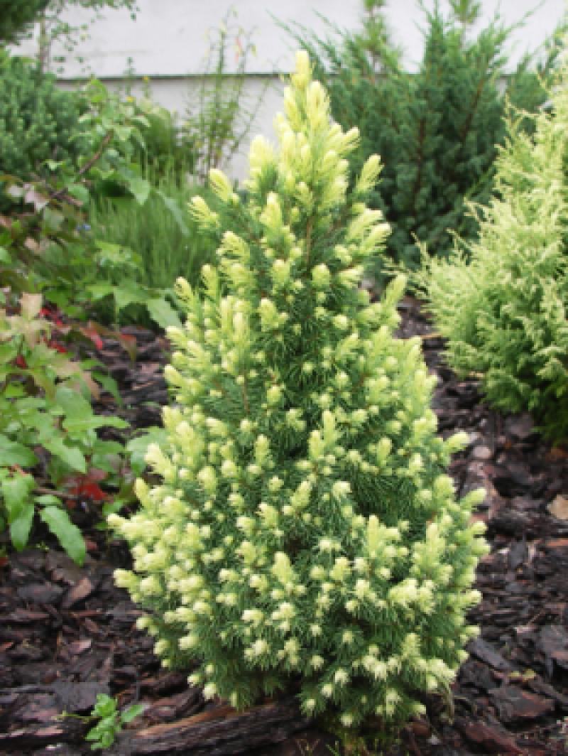 Molid alb "Rainbow’s End" 0.40 - 0.50 m / Picea glauca "Rainbow’s End"/ by gradina-noastra