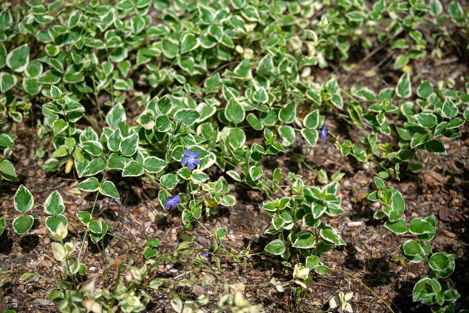 Vinca major "Variegata"