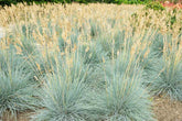 Festuca "Cool as ice" by gradina-noastra