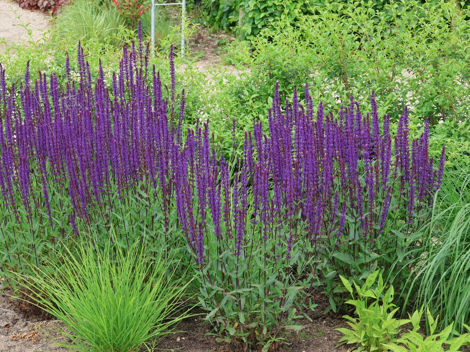 Salvia nemorosa &