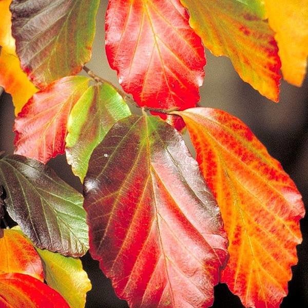 Arborele de Fier Persan 3.00 - 4.00 m / Parrotia persica / by gradina-noastra
