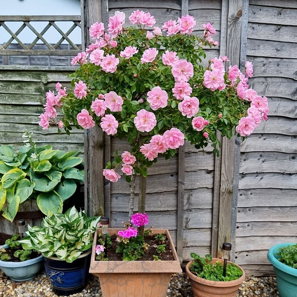 Trandafir pe picior "Bonica" 1.20 - 1.30 m (Rosa "Bonica") by Gradina Noastra