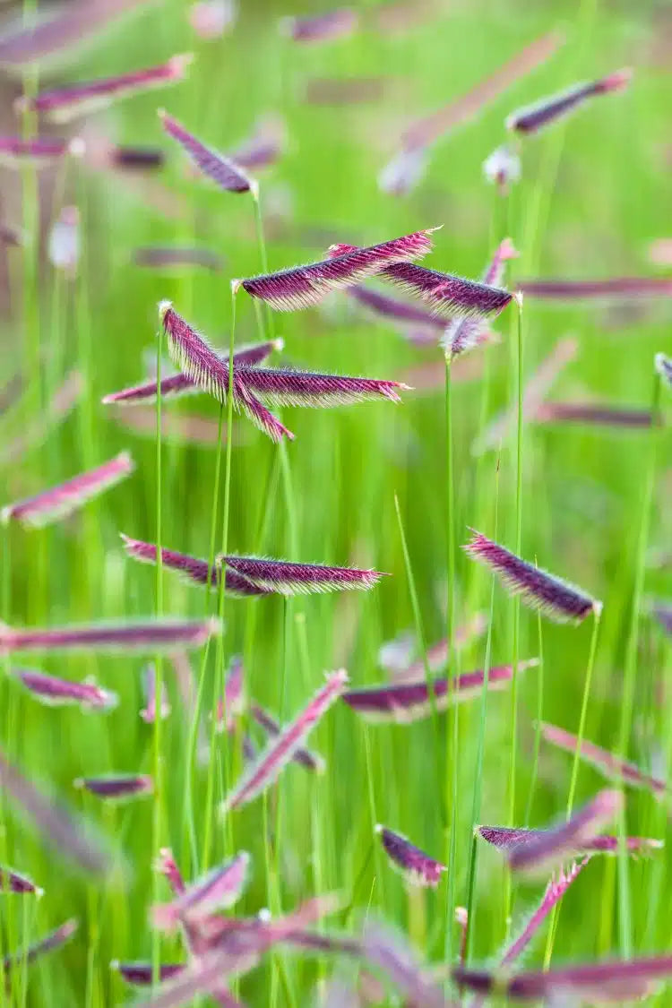 Bouteloua gracilis