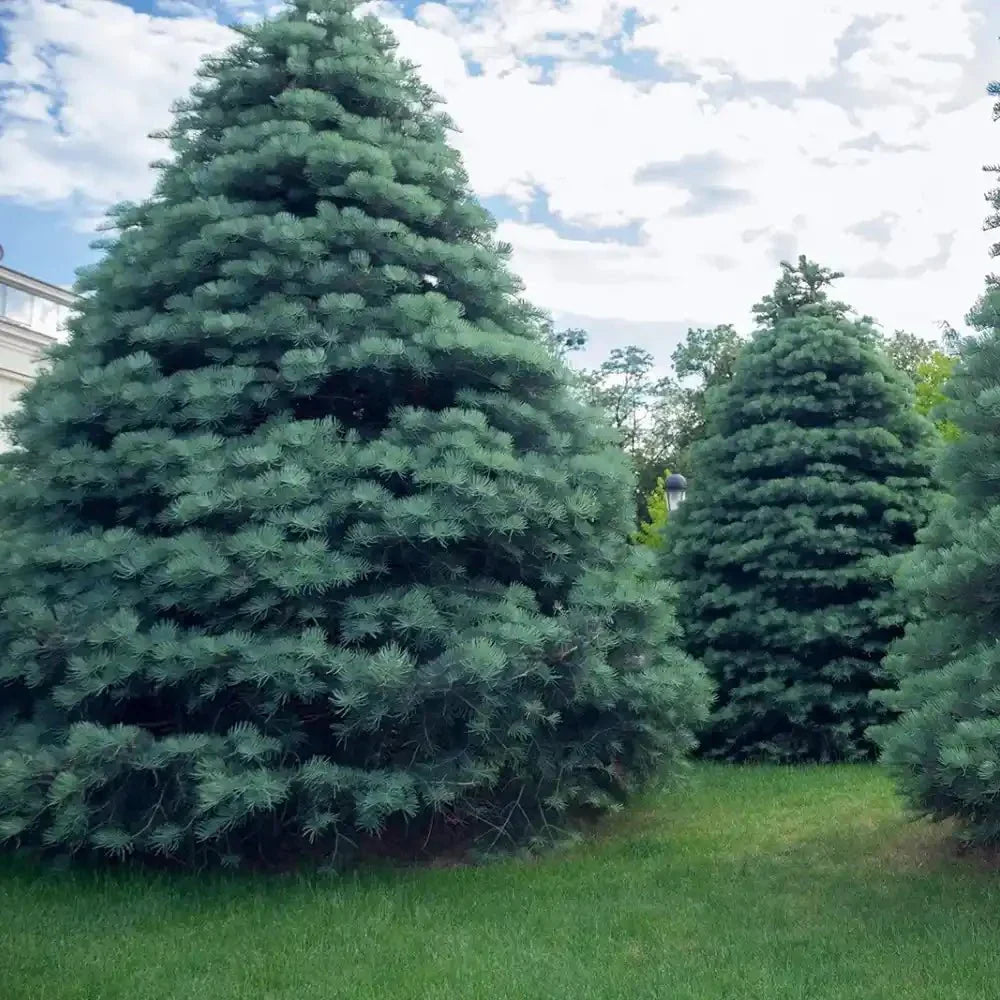 Brad alb / Abies concolor / - Gradina Noastra