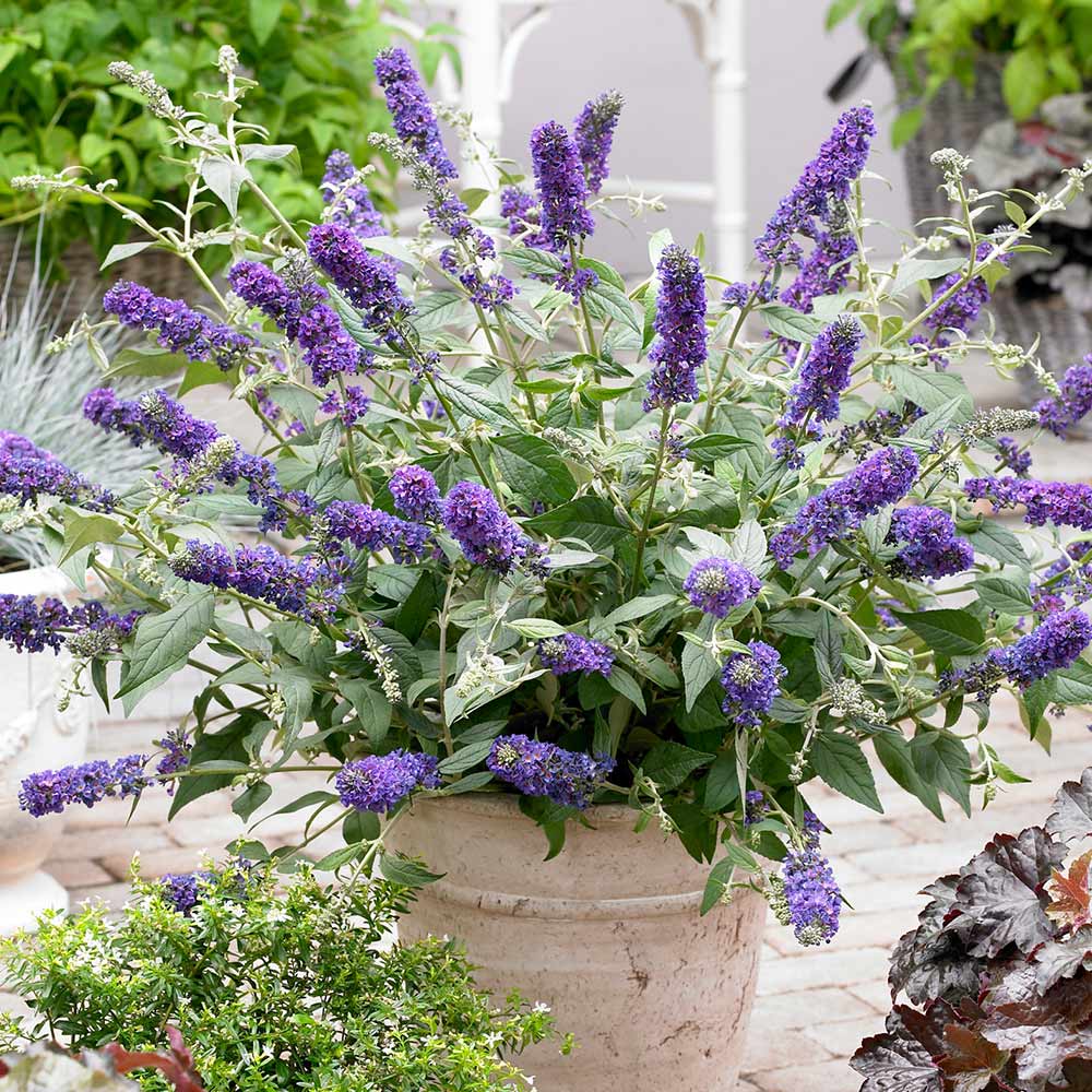 Liliac de vara "Blue Chip Jr." / Buddleja davidii "Blue Chip Jr."/