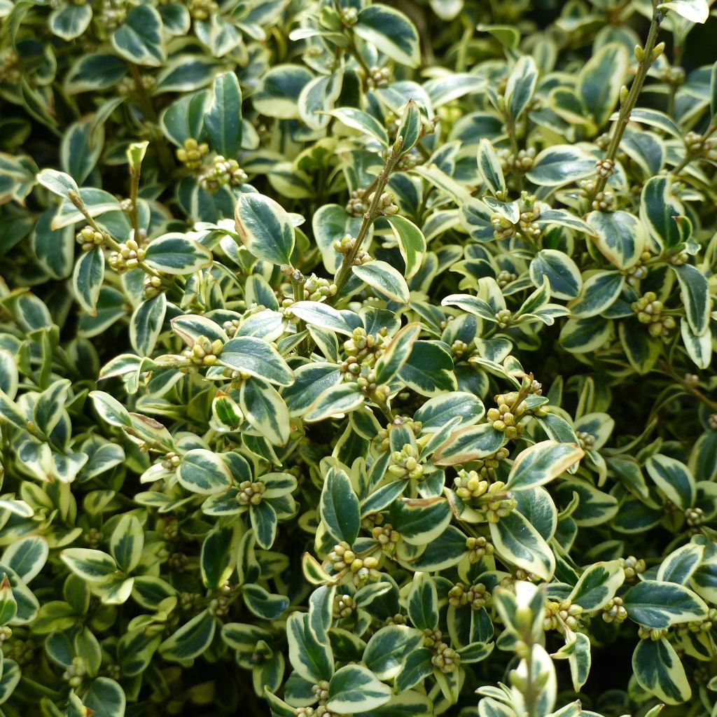 Buxus auriu 0.25- 0.30 m / Buxus sempervirens „Elegans”/ - Gradina Noastra