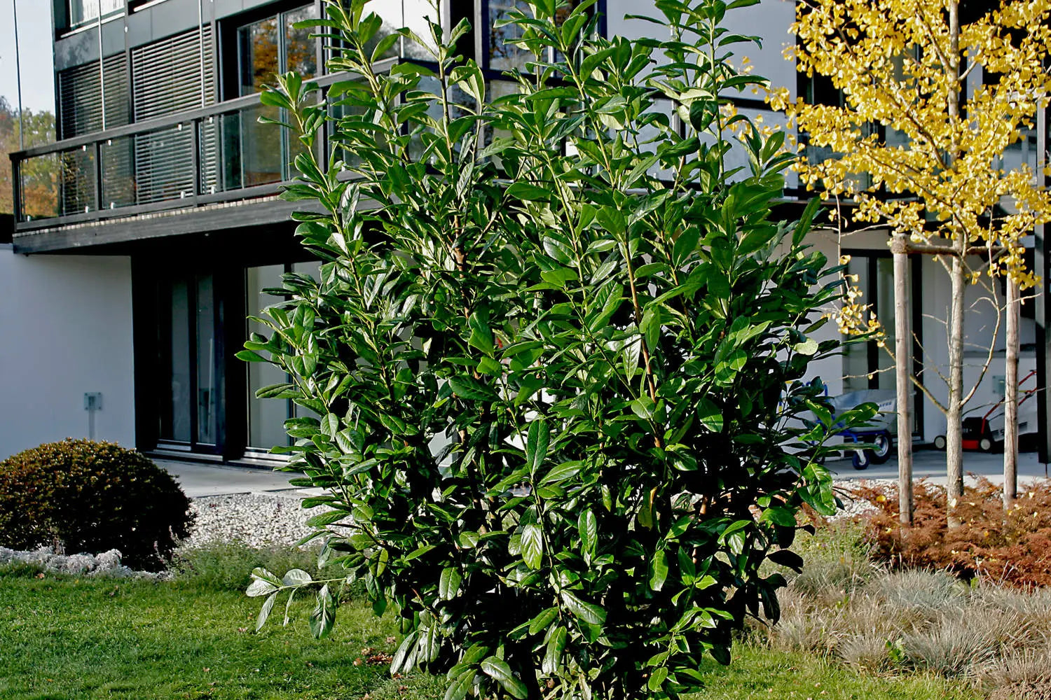 Laur englezesc "Novita" tufa / Prunus laurocerasus" Novita"/