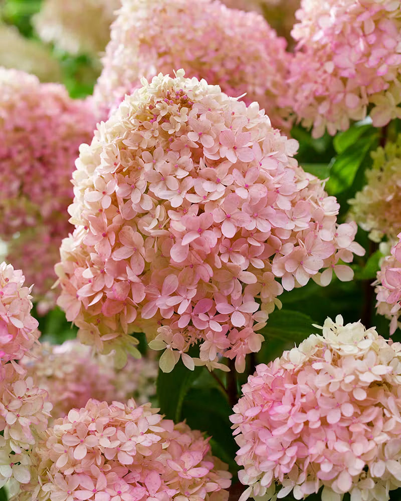 Hortensia paniculata Living Creation Mix/Buc / Hydrangea paniculata Living Creation Mix/