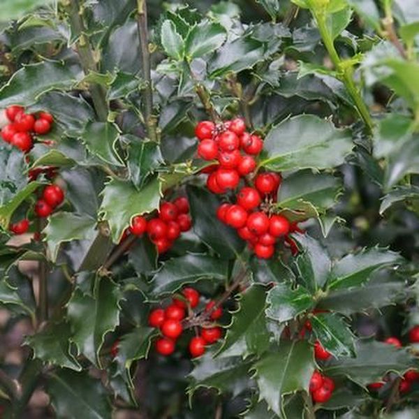 Ilex "Blue Maid" con 1.00 - 1.20 m / Ilex meserveae "Blue Maid" / by gradina-noastra