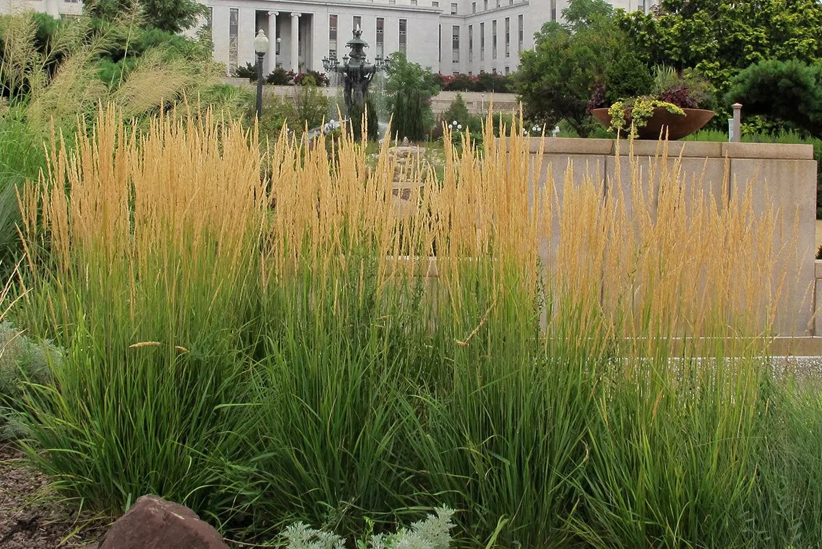 Calamagrostis acutiflora "Karl Foerster" 0.20 - 0.30 m by gradina-noastra