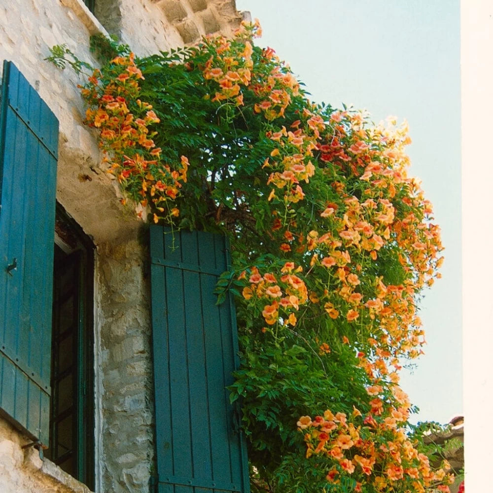 Luleaua turcului 0.60 m / Campsis radicans mix / by gradina-noastra