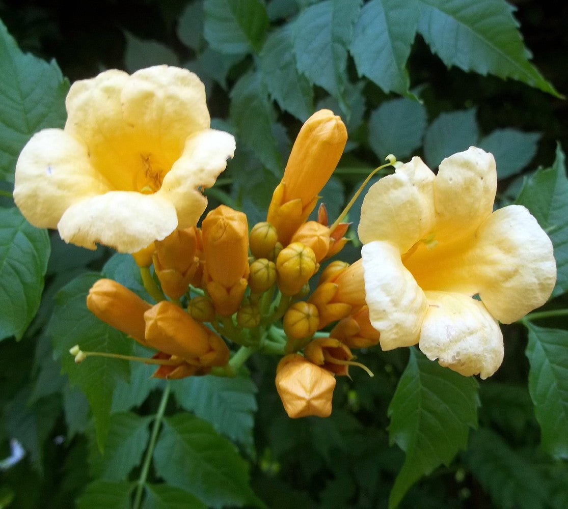 Luleaua turcului 0.60 m / Campsis radicans mix / by gradina-noastra
