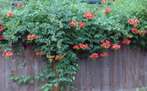 Luleaua turcului 0.60 m / Campsis radicans mix / by gradina-noastra