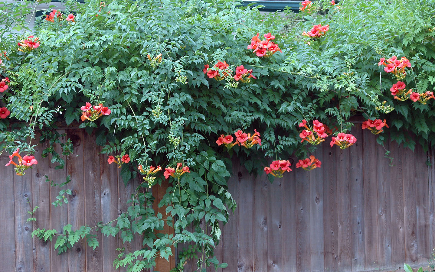 Luleaua turcului 0.60 m / Campsis radicans mix / by gradina-noastra