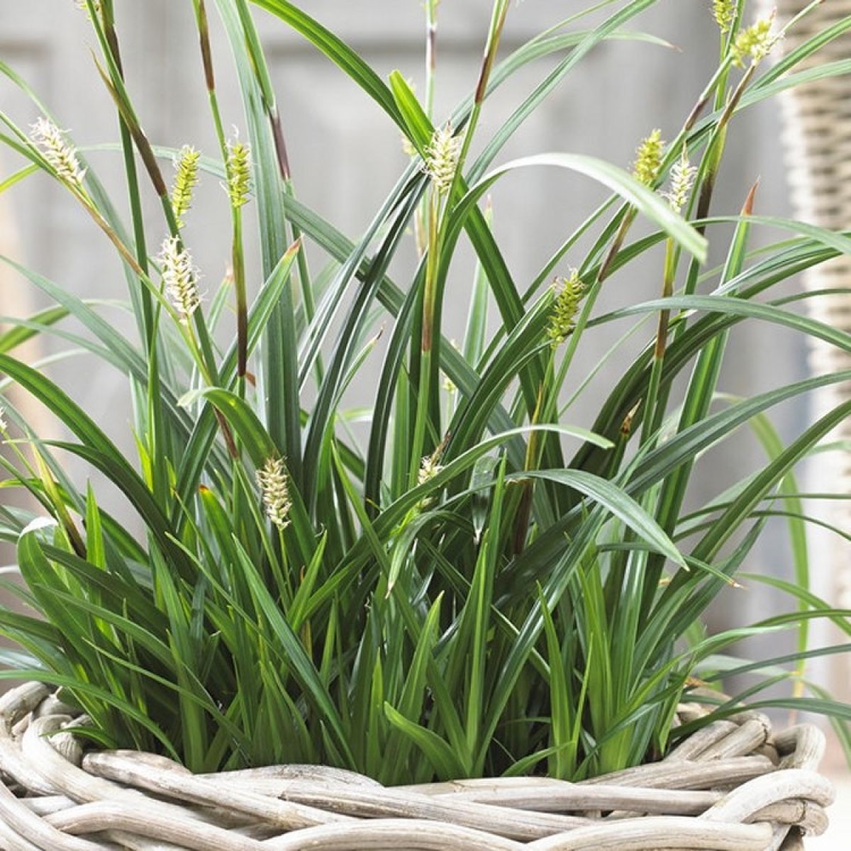 Carex morrowii "Irish green" 0.20 - 0.30 m by gradina-noastra