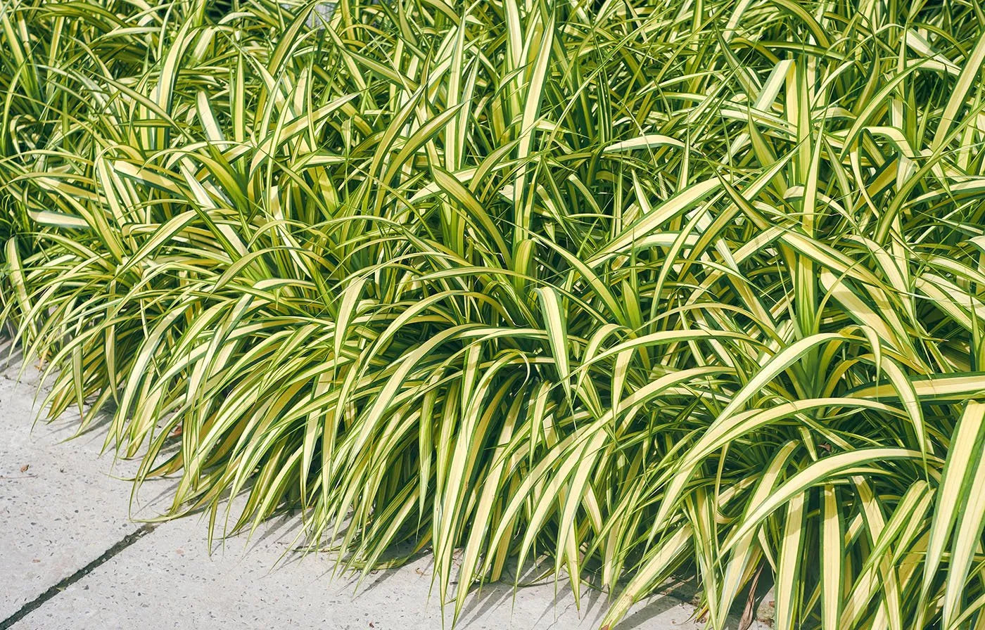 Carex morrowii "Vanilla Ice" 0.20 - 0.30 m by gradina-noastra